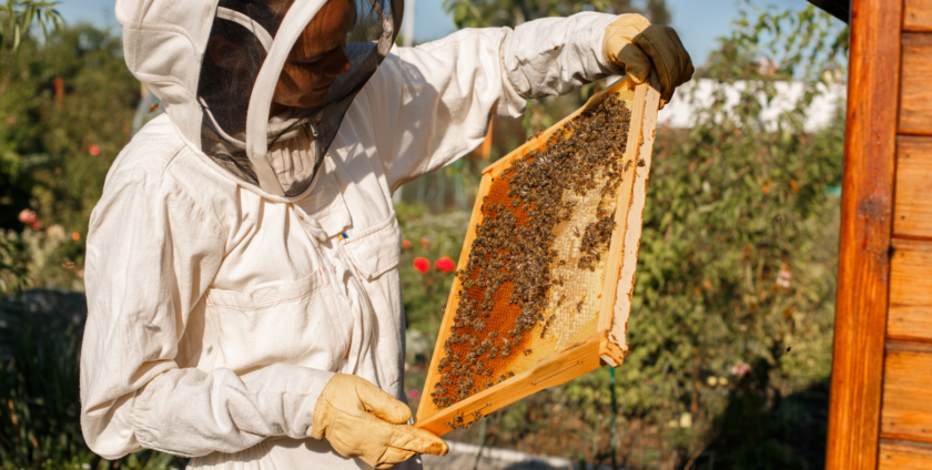 Syndrome d’effondrement des colonies d’abeilles