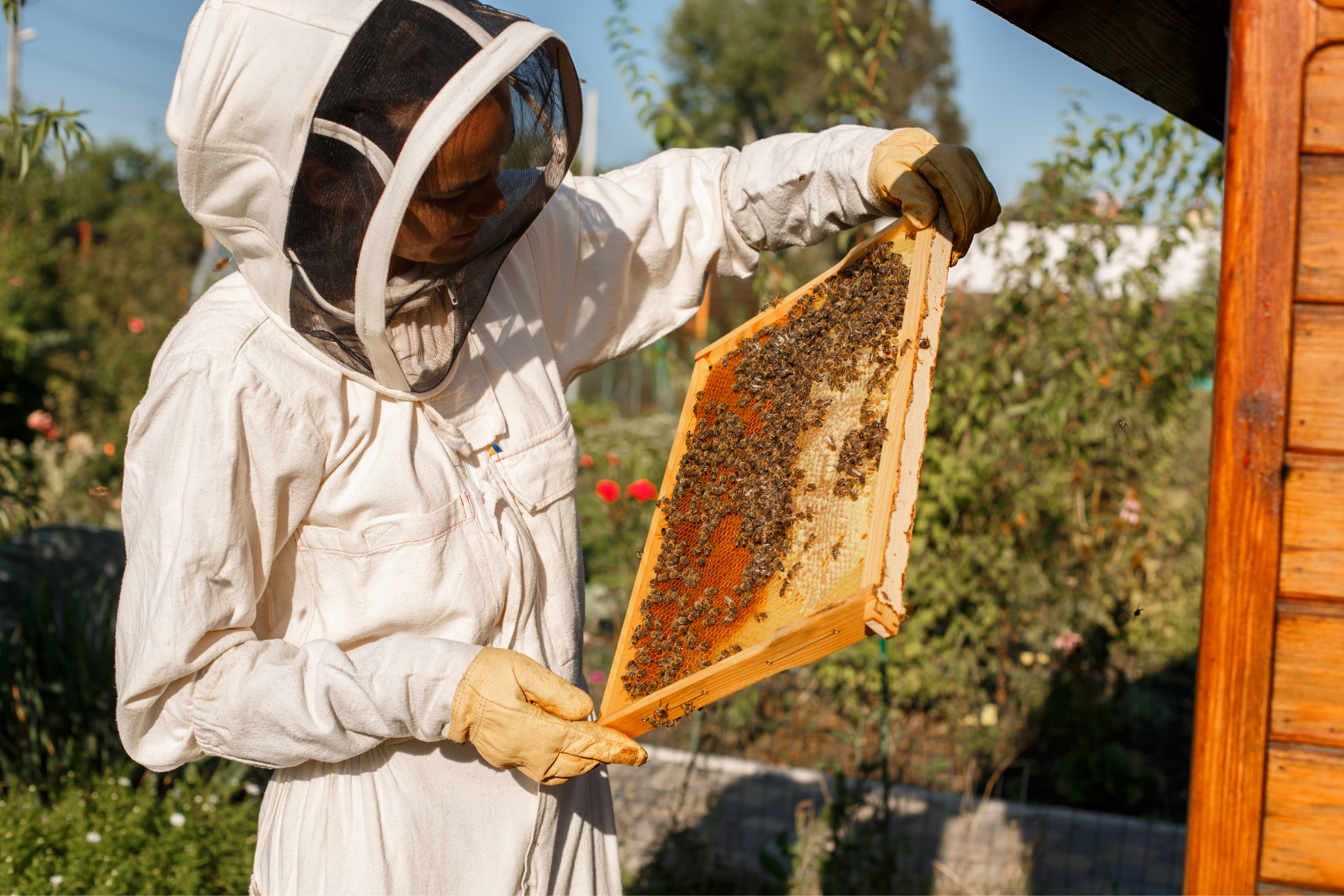 Apiculture : Explication du Syndrome d’effondrement des colonies d’abeilles.